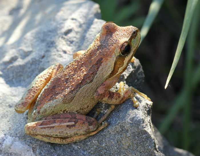 Sierran Treefrog